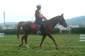 alb00407