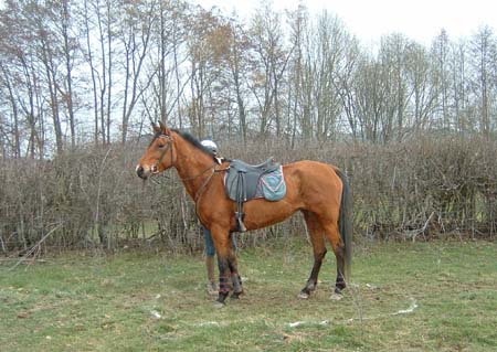 alb00653